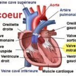 Anatomie du Rétrécissement Mitral - Vue du Cœur