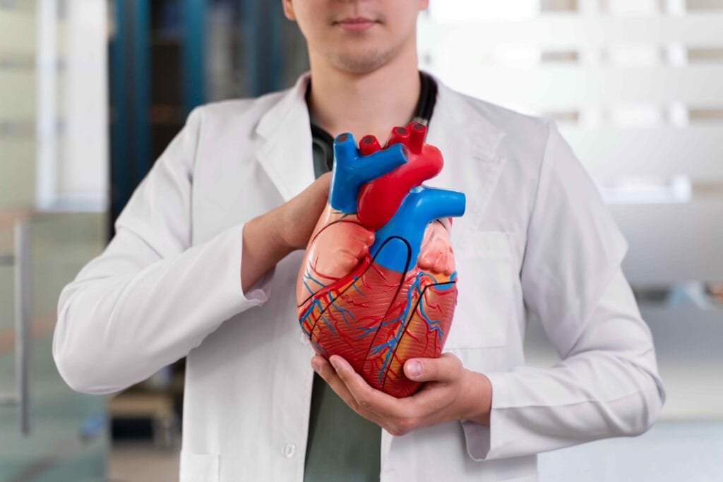 Illustration des maladies cardiovasculaires et des organes concernés