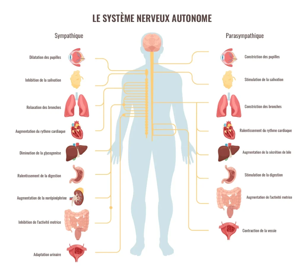 Schéma explicatif du système nerveux autonome montrant les différences entre les fonctions du système sympathique et parasympathique – utilisé dans le cadre de l'exploration du système nerveux autonome par Dr Houda Moubaraki, cardiologue à Salé.